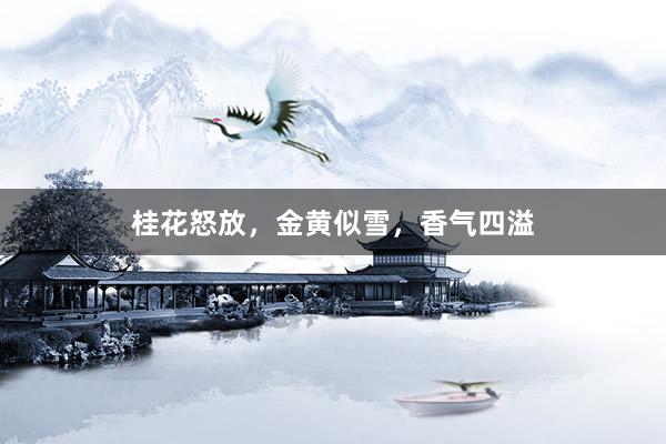桂花怒放，金黄似雪，香气四溢